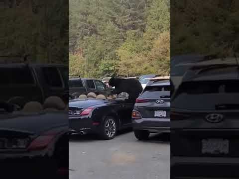 More information about "Video: Un ours s'attaque au siège en cuir d'une Lexus décapotable !"